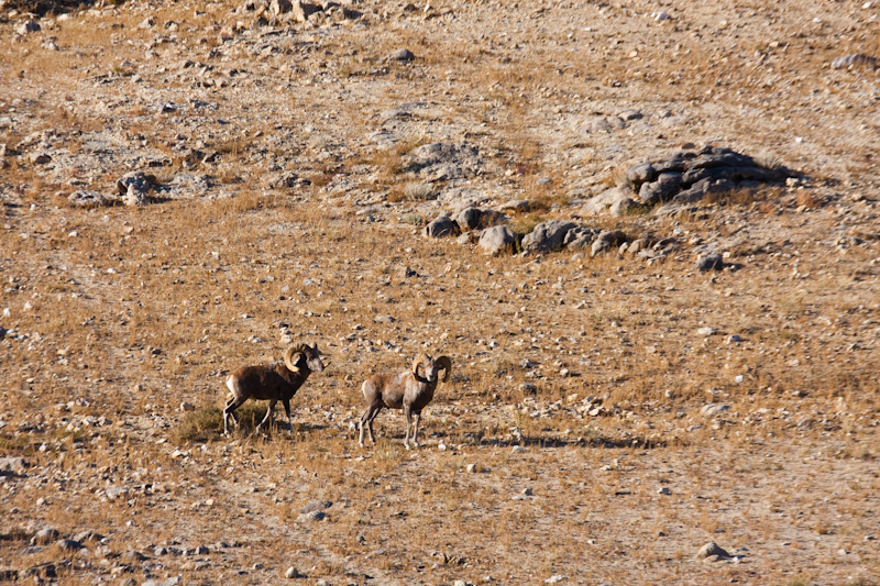 Argali